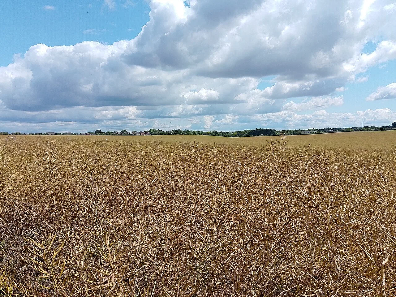 Farmland at Manydown, west of Basingstoke. Northern Manydown is allocated for 3,700 homes and Southern Manydown for 2,750 within the plan period, the two largest sites in the borough